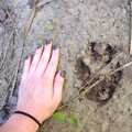 Tropy wilka - porównanie z wielkością dłoni dorosłej kobiety.