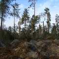 Połamany las obw.25 sierpień 2012